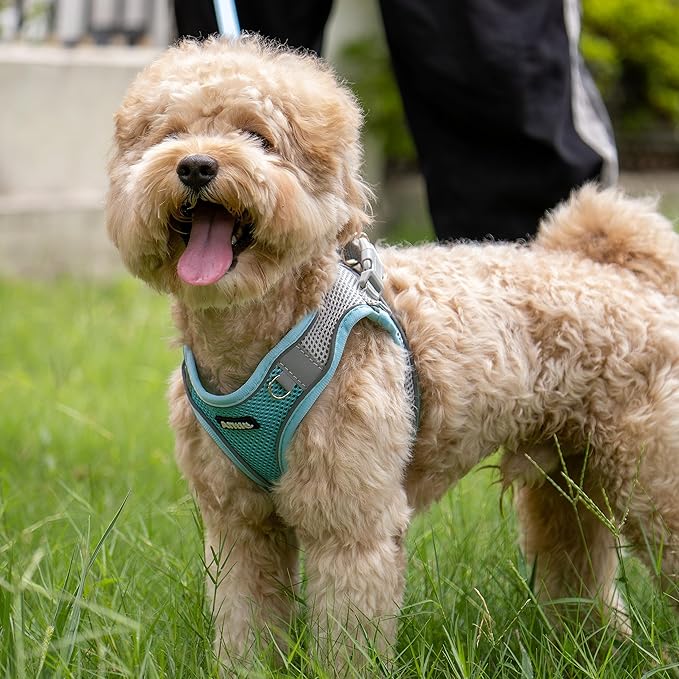 AIITLE Step in Dog Harness and Leash Set - Summer No Pull Escape Proof Vest Harnesses with Soft Mesh and Reflective Bands, Adjustable Pet Outdoor Harnesses for Small and Medium Dogs Blue M