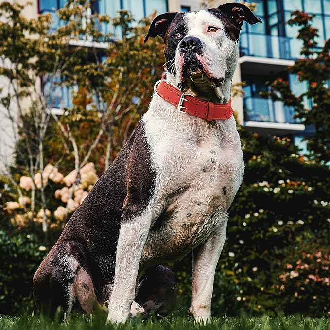 Riparo Dog Collar - Genuine Leather Dog Collars - Heavy Duty Dog Collars for Medium Large and Extra Large Dog Breeds (XXL: 1.75” Wide for 26” - 31” Neck, Red)