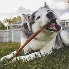 Cadet Bully Hide Sticks for Large Dogs, All-Natural Beef Pizzle, Limited-Ingredient Long-Lasting Dog Chews for Aggressive Chewers, 7 Count