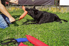 Dingo Gear French Linen tug Toy for Dog, Dog Bumper for Training, Agility, tug of war, Dog bite Pillow for Strong Dog, 2handles 18" red S00068