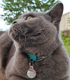 Kittyrama Havana Cat Collar with Bell. Cat Friendly Award Winner. Approved by Vets and Cat Experts. Breakaway Cat Collars Quick Release. Kitten Collar. Won't Rub Fur. Lightweight, Soft & Comfy