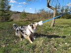 Dingo Dog Toy - Sheepskin Chaser with Long Violet Lead 50", Agility Motivation Reward tug for Training and Fun 15582
