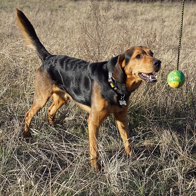 Dingo Nubby Dog Ball - Fully Rubber-Filled, with 60 cm Long Rope - Suitable for Fetching, Dog Sports, Agility, Playtime - Medium Size - Random Colour